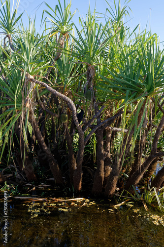 Wężówka australijska (anhinga novaehollandiae) na drzewie chlebowca (Yellow Water, Park Narodowy Kakadu, NT, Australia)