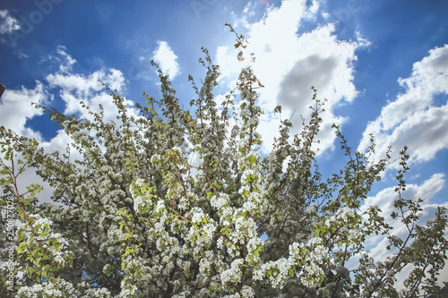 Wallpaper Mural blooming flowers on trees in the garden Torontodigital.ca