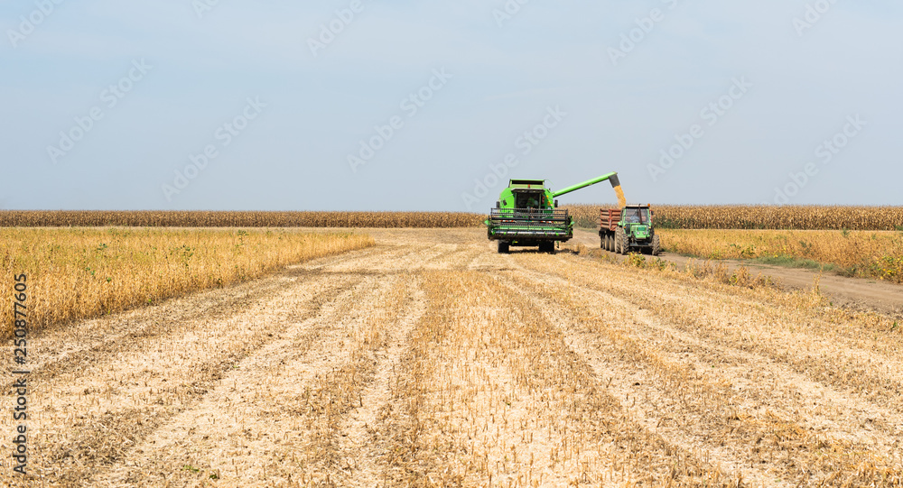 Fototapeta premium Pouring soy bean grain into tractor trailer after harvest