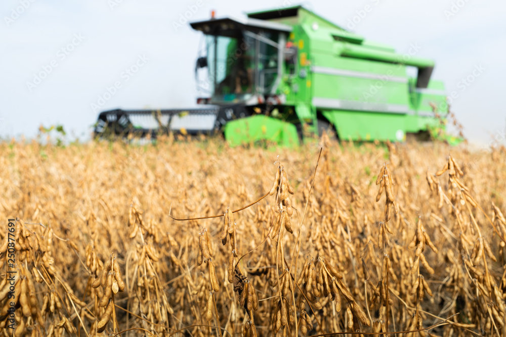 Fototapeta premium Soybean plant at sunny day