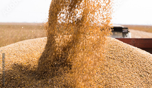 Wallpaper Mural Pouring soy bean grain into tractor trailer after harvest Torontodigital.ca