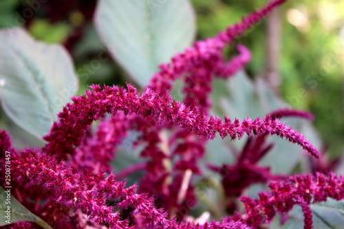 Dark pink Amaranth or Amaranthus cosmopolitan annual plant flowers arranged in colourful bracts looking like unusual flower snakes in front of thick dark green leaves in local garden on warm sunny day