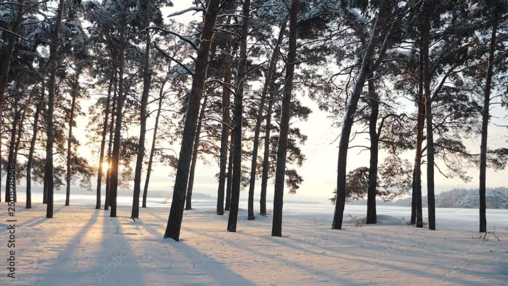 Winter snowy forest at sunset. Beautiful pine forest in the snow Winter snowy forest at sunset. Beautiful pine forest in the snow