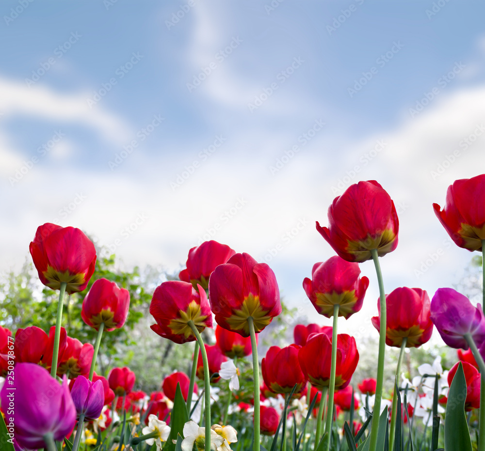 Naklejka premium Beautiful flowers red and pink tulips in garden in a spring day