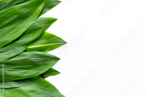 Bright spring green leaves on white background top view copy space border