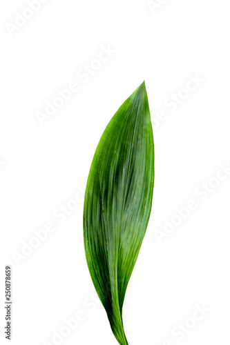 Bright spring green leaf on white background top view copy space