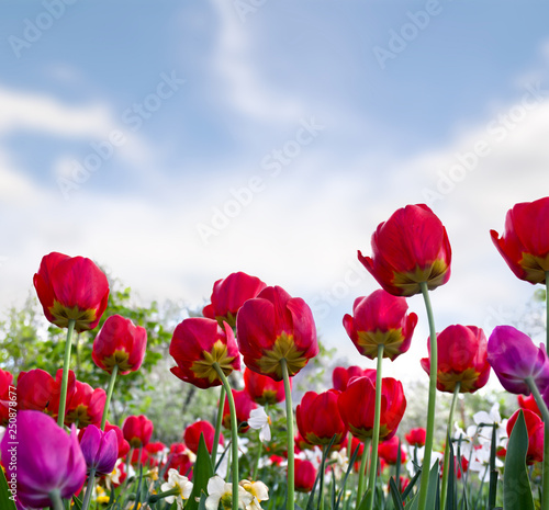 Beautiful flowers red and pink tulips in garden in a spring day