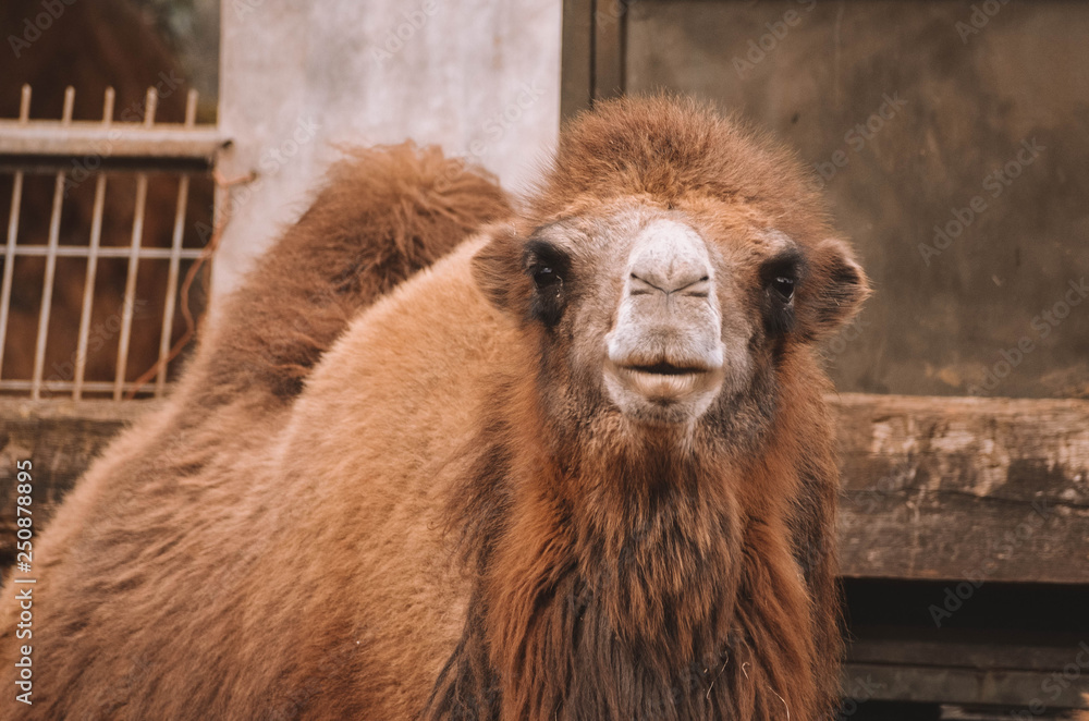  Nice portrait of some dromedaries. Animal