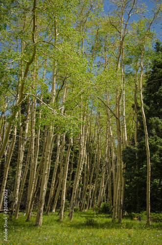 Aspen Tree Grove in High Altitude Forrest