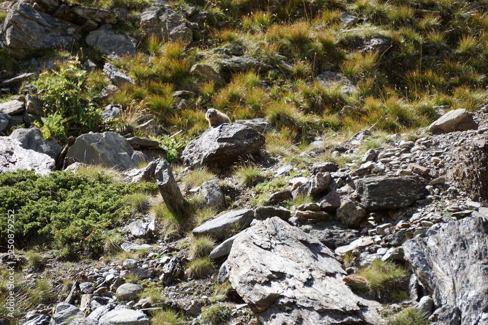 Ermännchen auf Felsen in Wiese Ermännchen auf Felsen in Wiese