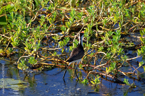 Długoszpon na rozlewiskach Yellow Water, Park Narodowy Kakadu, NT, Australia