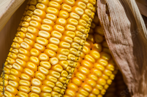 Ears of Corn Close Up Horizontal photo