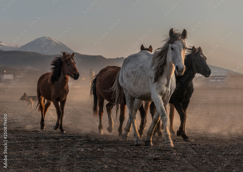 Obraz premium running for freedom, wild horses