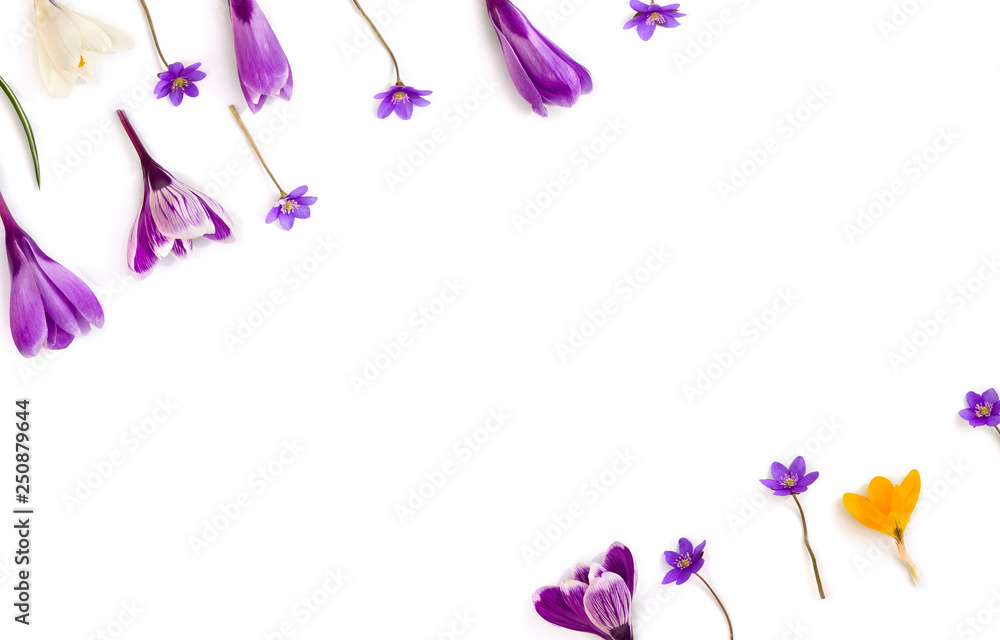 Violet, white, yellow crocuses (Crocus vernus) and violet flowers hepatica ( liverleaf or liverwort ) on a white background with space for text. Top view, flat lay