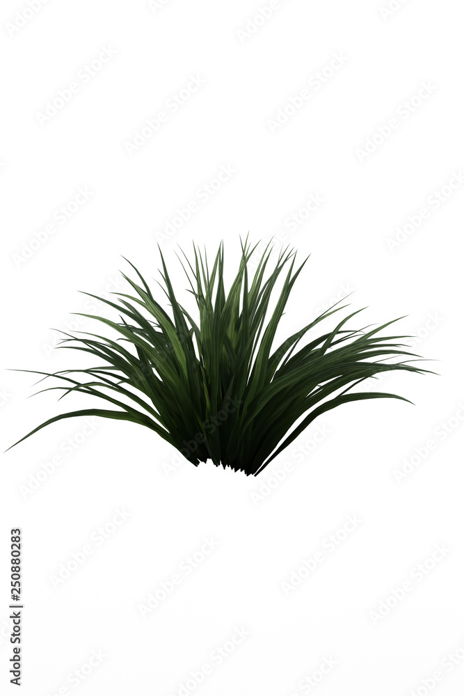 Foliage Foliage
