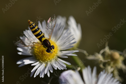 Striped insect diagonally lying on a small yellow and white daisy flowers with a light brown background