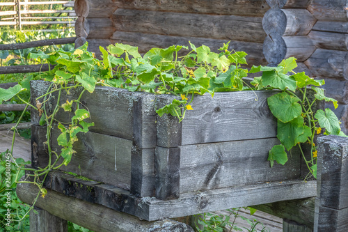 Cucumbers grow in the garden in a wooden box