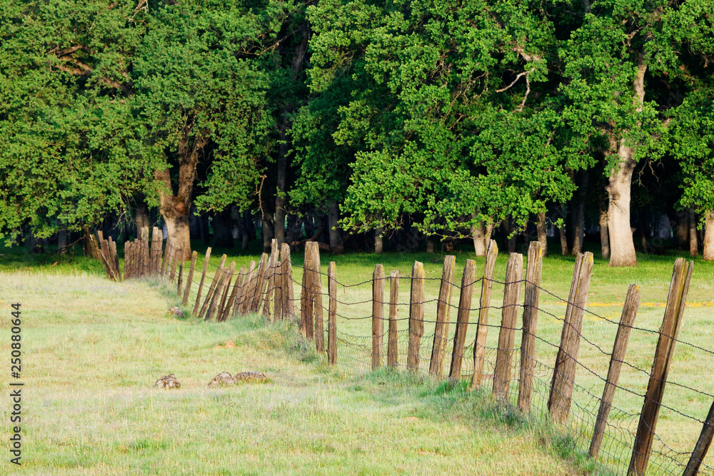 Barbed Wire Fence in Disrepair Separating Fields Barbed Wire Fence in Disrepair Separating Fields