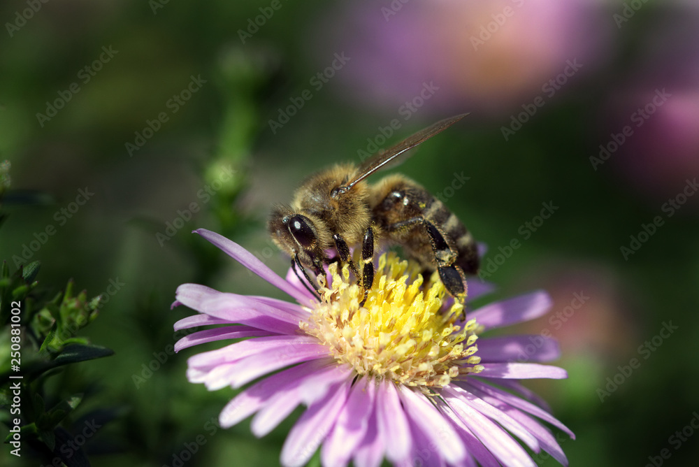 Macro photo of a honeybee pollinating a pink and yellow flower Macro photo of a honeybee pollinating a pink and yellow flower