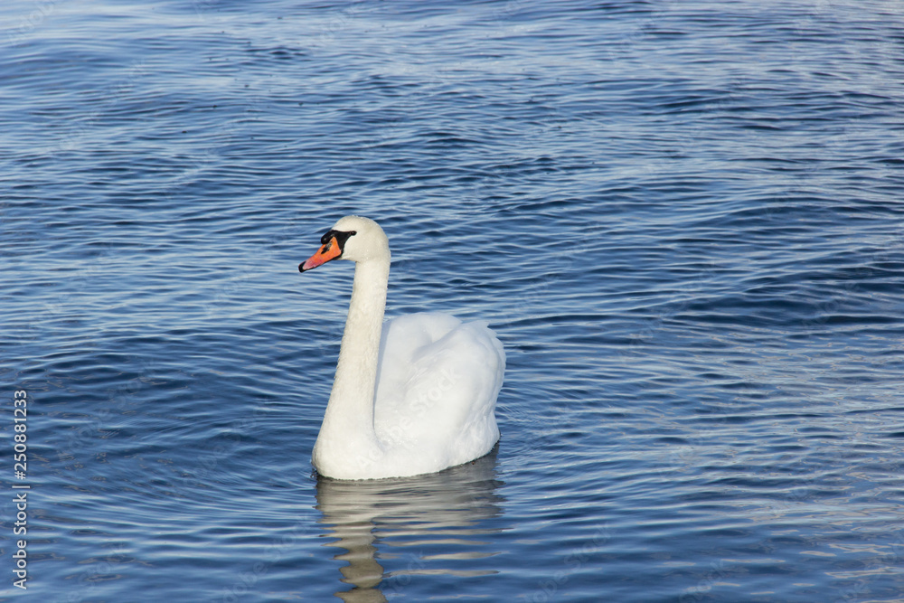 White Swan White Swan