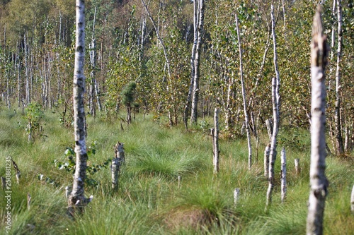 Fototapeta Naklejka Na Ścianę i Meble -  brzoza
