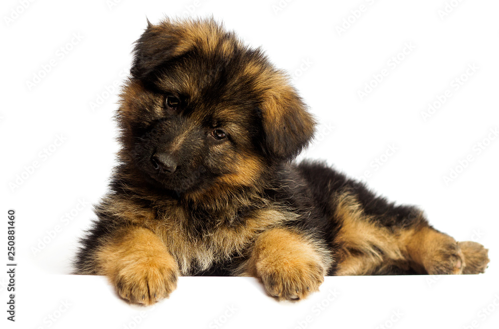 Fototapeta premium shepherd puppy isolated
