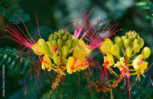 Bird of paradise shrub or Erythrostemon gilliesii or Caesalpinia gilliesii or Bird of paradise bush or Desert bird of paradise flowering plant with small flower buds in center and flower heads compose photo