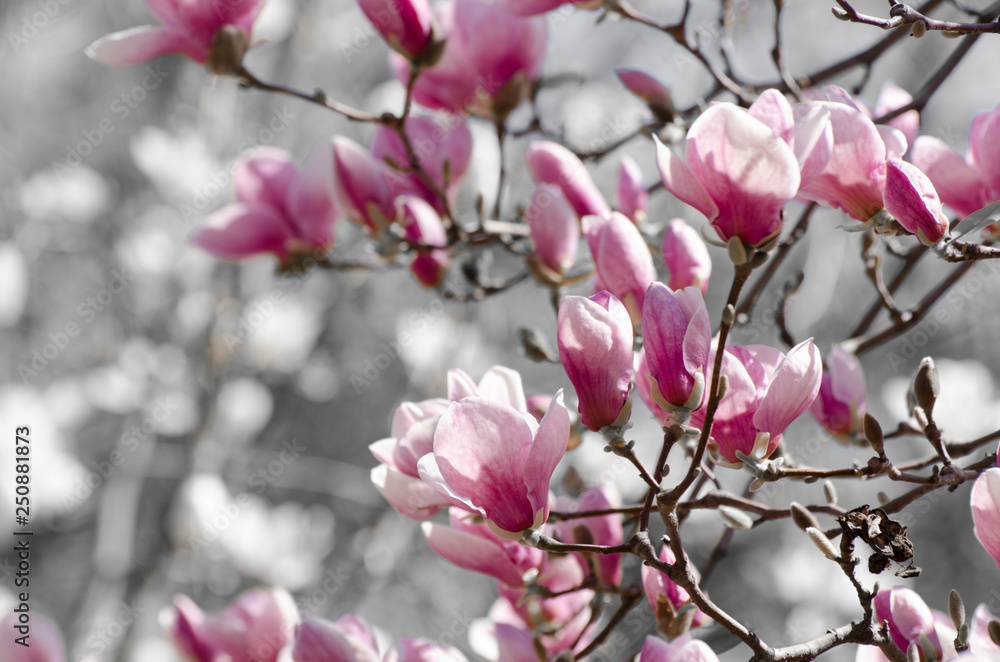 Beautiful magnolia tree blossoms in springtime. Jentle magnolia flower against sunset light. Beautiful magnolia tree blossoms in springtime. Jentle magnolia flower against sunset light.