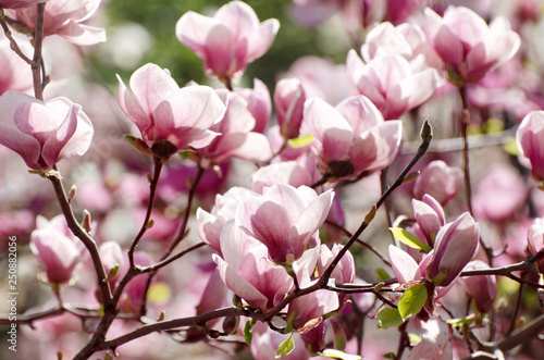 Beautiful magnolia tree blossoms in springtime. Jentle magnolia flower against sunset light.