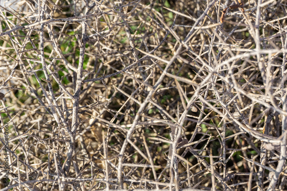 texture of the plant dry spines in the field texture of the plant dry spines in the field