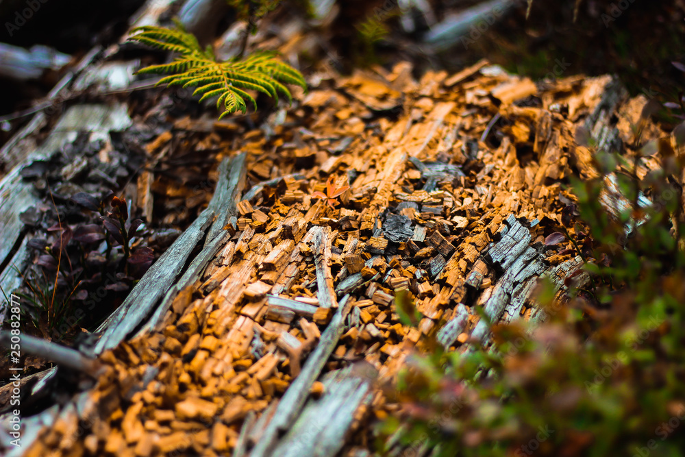 Textured dry bark of fallen tree Closeup of dry bark of tree lying on ground with tender growing plants on surface Textured dry bark of fallen tree Closeup of dry bark of tree lying on ground with tender growing plants on surface