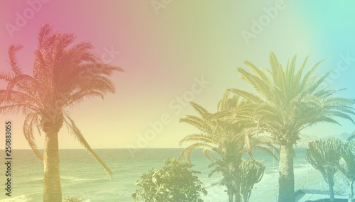 Toned photos of the palm trees, purple yellow pink, blue colors, selective focus