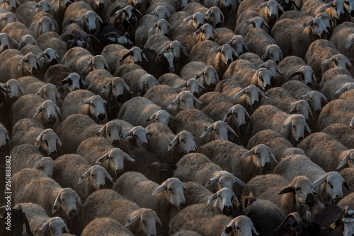 a flock of sheep © dolkan