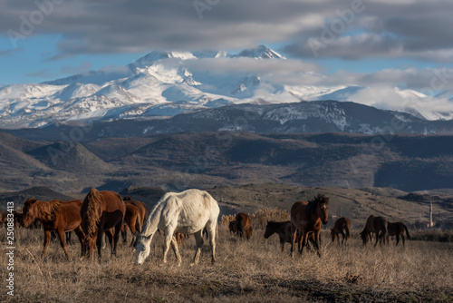 herd of horses grazing in mountains  wild horses