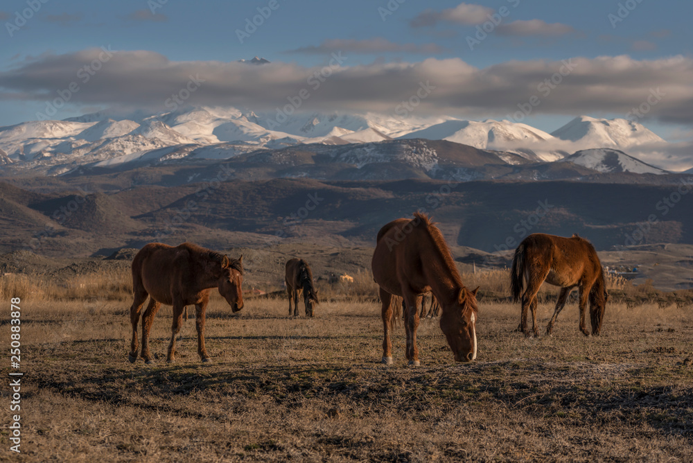 herd of horses grazing in mountains, wild horses