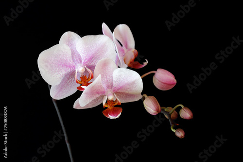 Close-up of white-pink orchid (Orchidaceae) flower on the black background