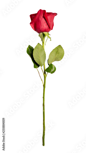 Single rose isolated on white background