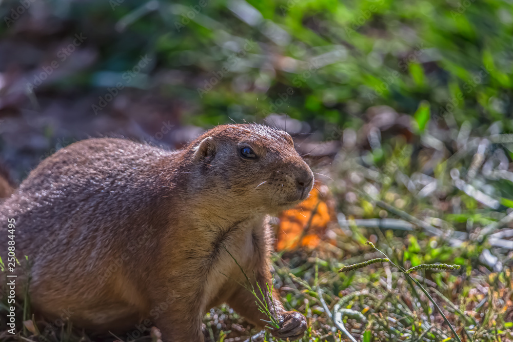 Detailed view of a single funny rodent, prairie dog, genus Cynomys Detailed view of a single funny rodent, prairie dog, genus Cynomys