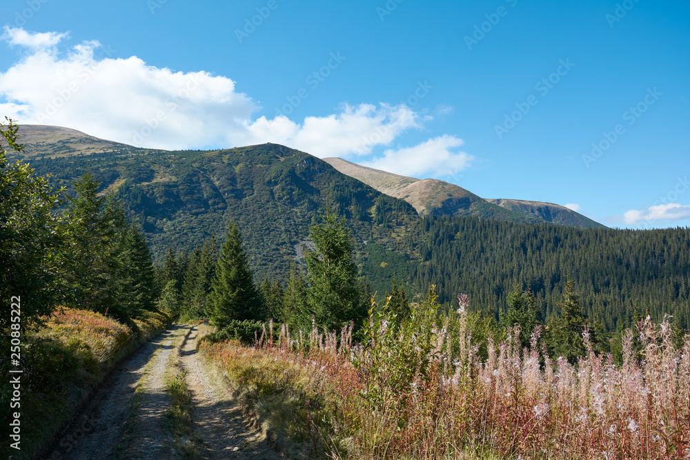 View of the Hoverla mountain, Carpathian Mountains, Ukraine, coniferous forest. ..Autumn mountain landscape on a clear, sunny day.
