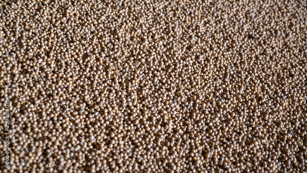 soybean seeds soybean seeds