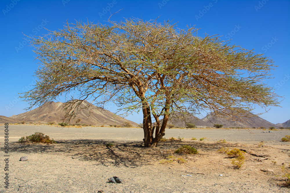 Isolated acacia tree in the deserted valley of a rocky Wadi in Oman Photos  | Adobe Stock