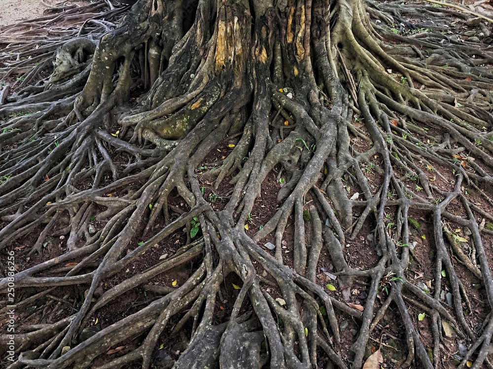Tree roots in Phuket Thailand