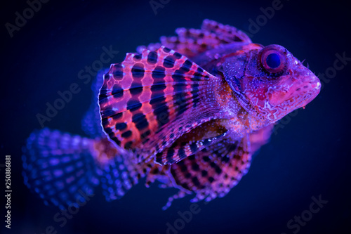 Fuzzy Dwarf Lion Fish