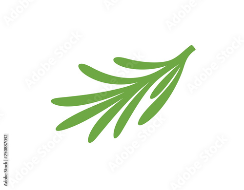 Rosemary logo. Isolated rosemary on white background