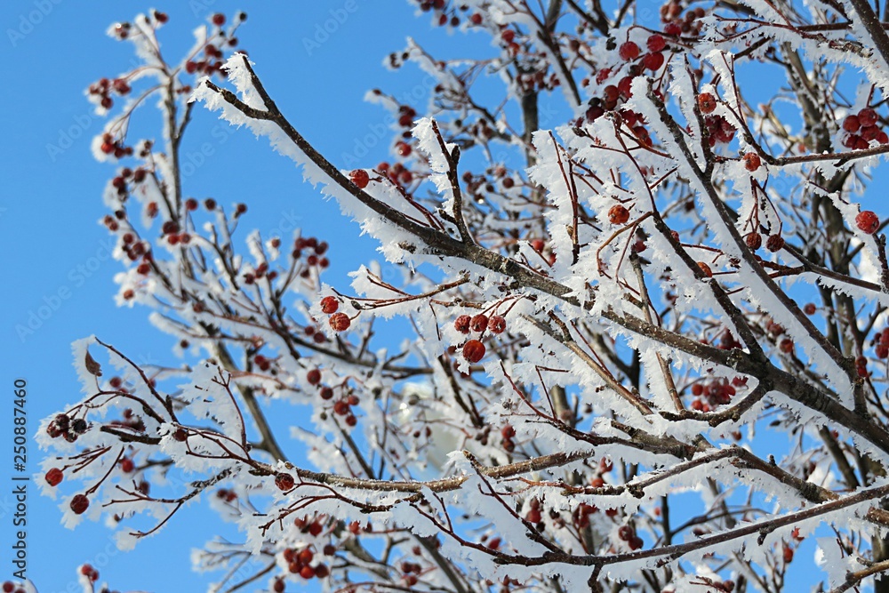 Rowan berries covered with snow and frost Rowan berries covered with snow and frost