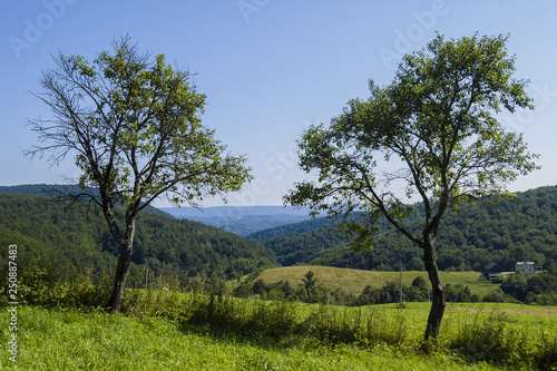Krajobraz g  rski z drzewami