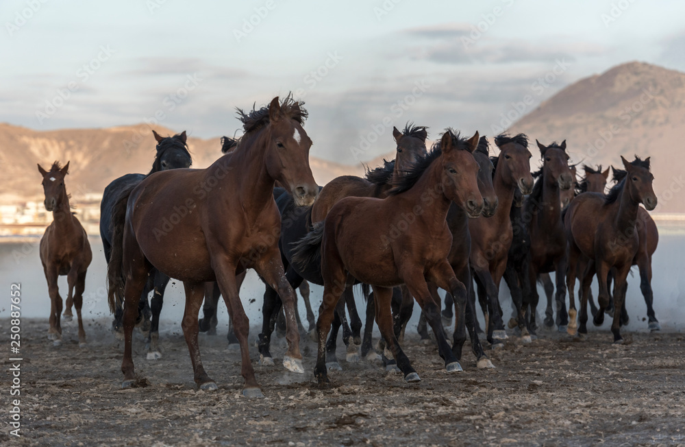 Obraz premium the old horses run out of dust in smoke