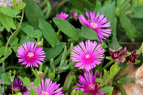 Hardy iceplant or Delosperma cooperi or Trailing iceplant or Pink carpet dwarf perennial plant with fully open blooming magenta flowers surrounded with dark green leaves planted in local garden on war