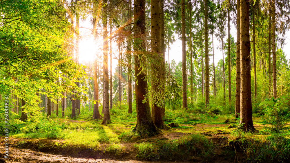 Fototapeta premium Beautiful forest with bright sun shining through the trees