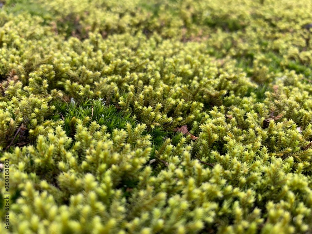 moss on a rock moss on a rock